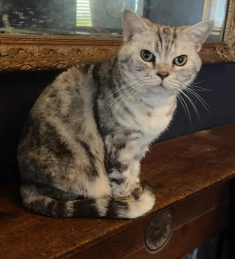 A senior medium-sized female Gray / Blue / Silver British Shorthair cat named Penny for adoption in Indianapolis, IN