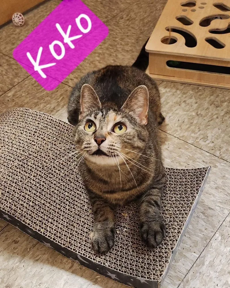 An adult medium-sized female Gray / Blue / Silver Domestic Short Hair cat named Koko for adoption in Sicklerville , NJ