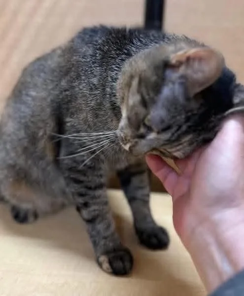 Koko thumbnail 3