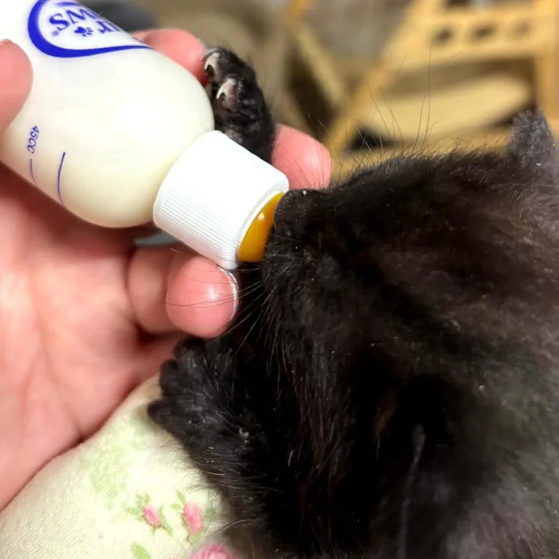 A baby small-sized female Black Domestic Short Hair cat named Esme for adoption in Charlottesville, VA