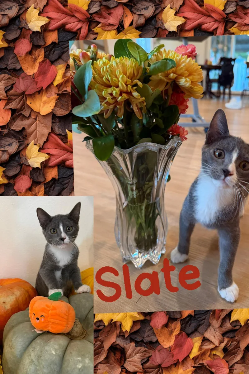 A young small-sized male Domestic Medium Hair cat named Slate for adoption in Noble, OK