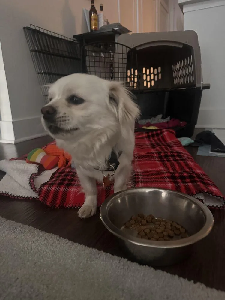 An adult small-sized male Pomeranian dog named Sushi for adoption in Broomfield, CO