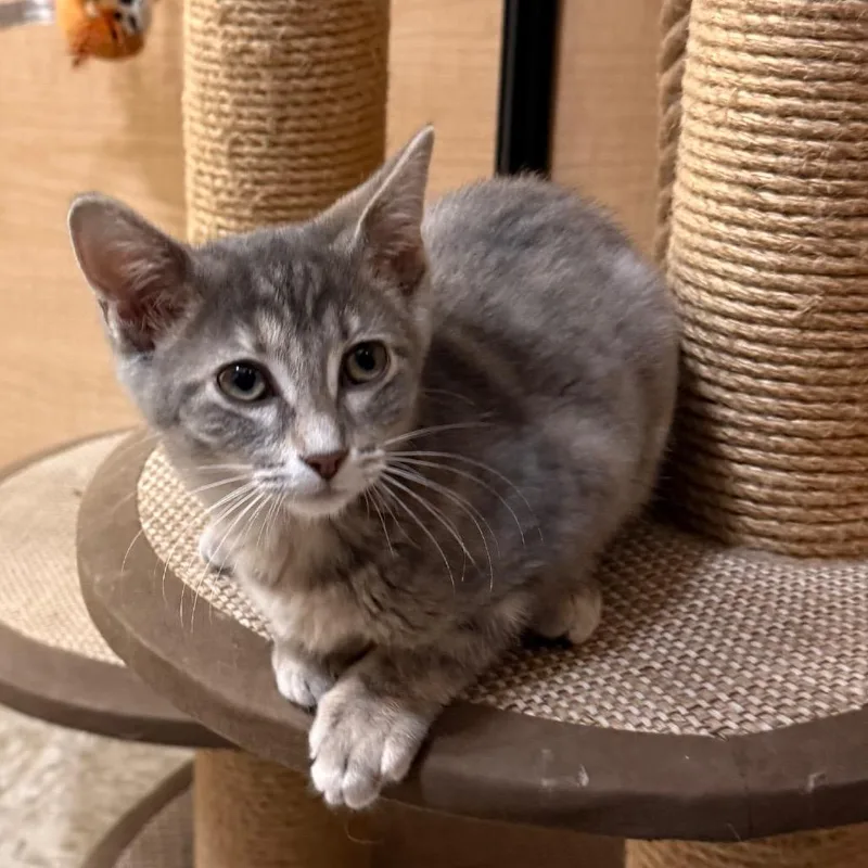 A baby small-sized female Gray / Blue / Silver Domestic Short Hair cat named Magnolia for adoption in Kyle, TX