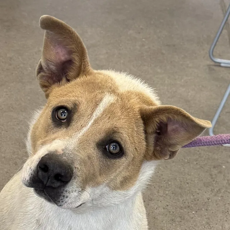 A young medium-sized female Yellow / Tan / Blond / Fawn Mixed Breed dog named Meggie for adoption in Las Cruces, NM