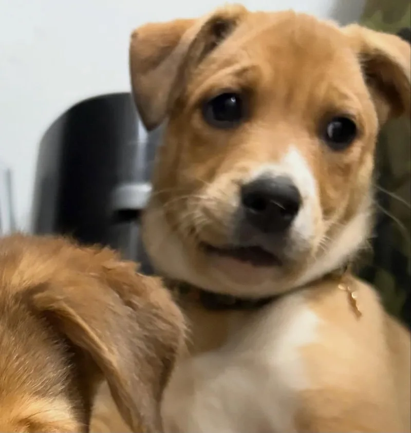 A young medium-sized female Bicolor Husky dog named Inca for adoption in Raleigh, NC