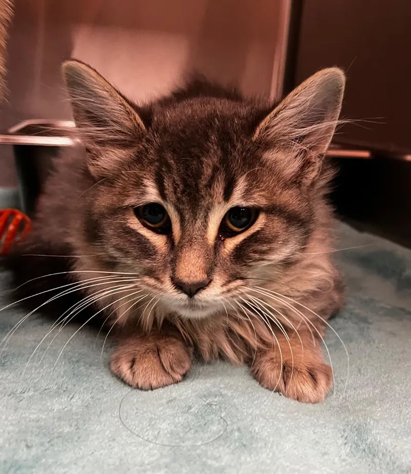 A baby medium-sized male Domestic Medium Hair cat named Swedish Fish for adoption in Logan, UT