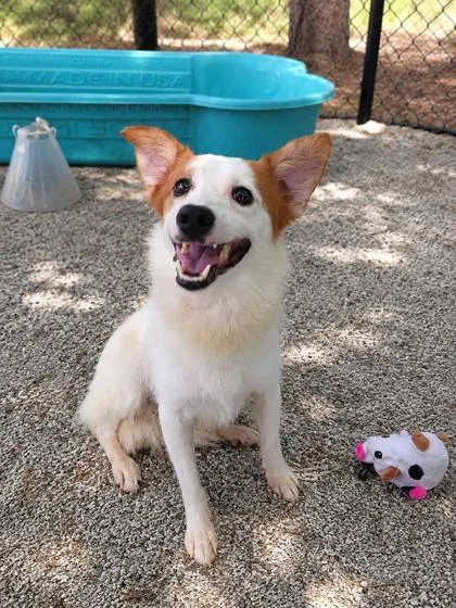 An adult small-sized male White / Cream Mixed Breed dog named Snap Dragon for adoption in Georgetown, SC