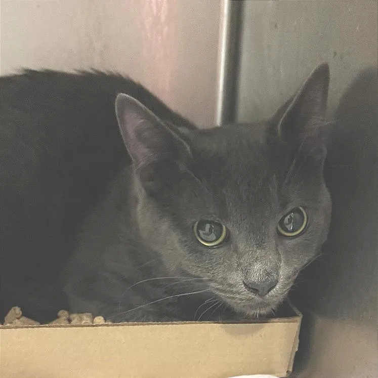 An adult small-sized male Gray / Blue / Silver Domestic Short Hair cat named Bilbo for adoption in Chattanooga, TN