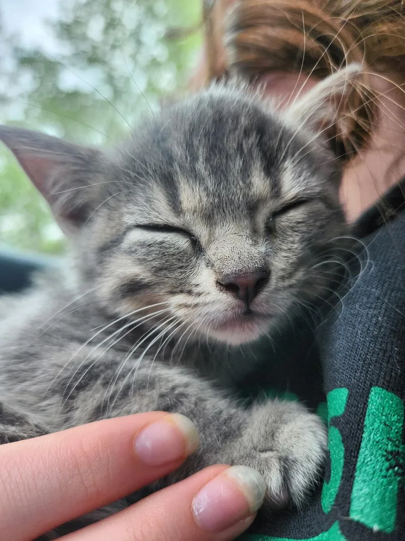 A baby medium-sized female Gray / Blue / Silver Domestic Short Hair cat named Hawthorne for adoption in Mokena, IL