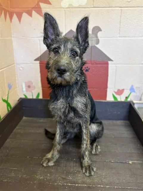 A young small-sized female German Shepherd Dog dog named Nova for adoption in Castaic, CA