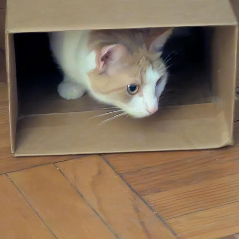 A senior medium-sized female Orange / Red Domestic Short Hair cat named Patti for adoption in Evanston, IL