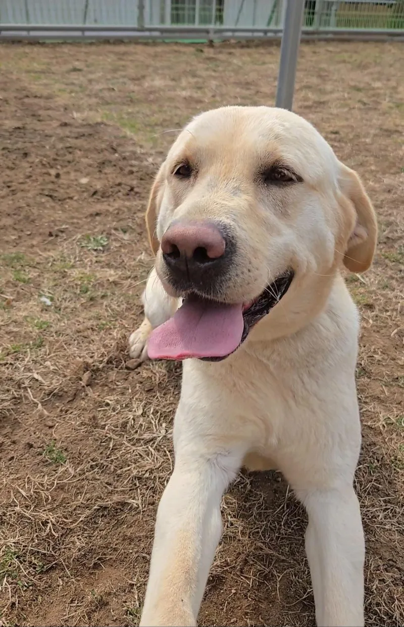 A young medium-sized female Labrador Retriever dog named Ruby for adoption in Duluth, GA