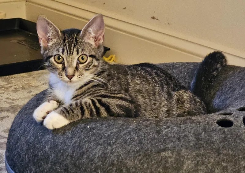 A baby medium-sized male Brown / Chocolate Tabby cat named Franklin for adoption in Frederick, MD