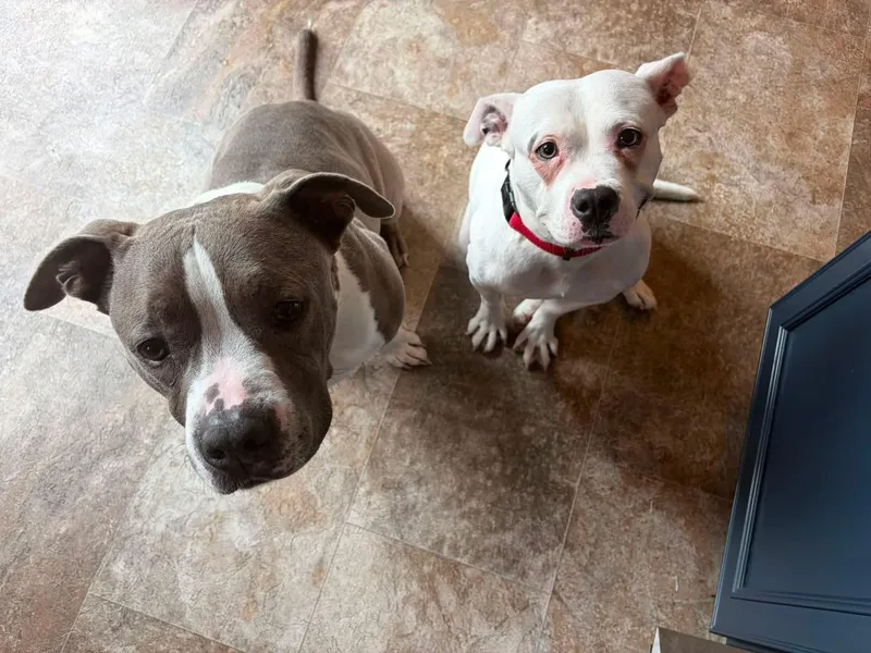 An adult medium-sized female White / Cream Pit Bull Terrier dog named Sugar for adoption in Shermans Dale, PA