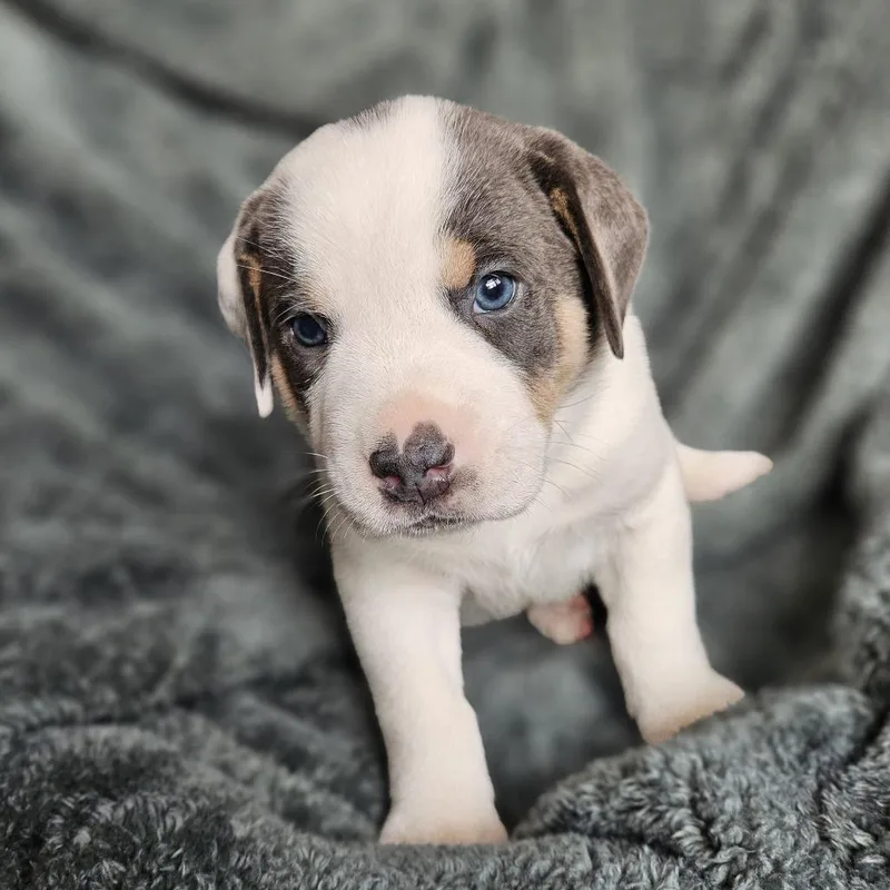 Bindi's Pup Loki thumbnail 2