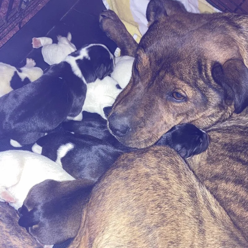 Bindi's Pup Loki thumbnail 3