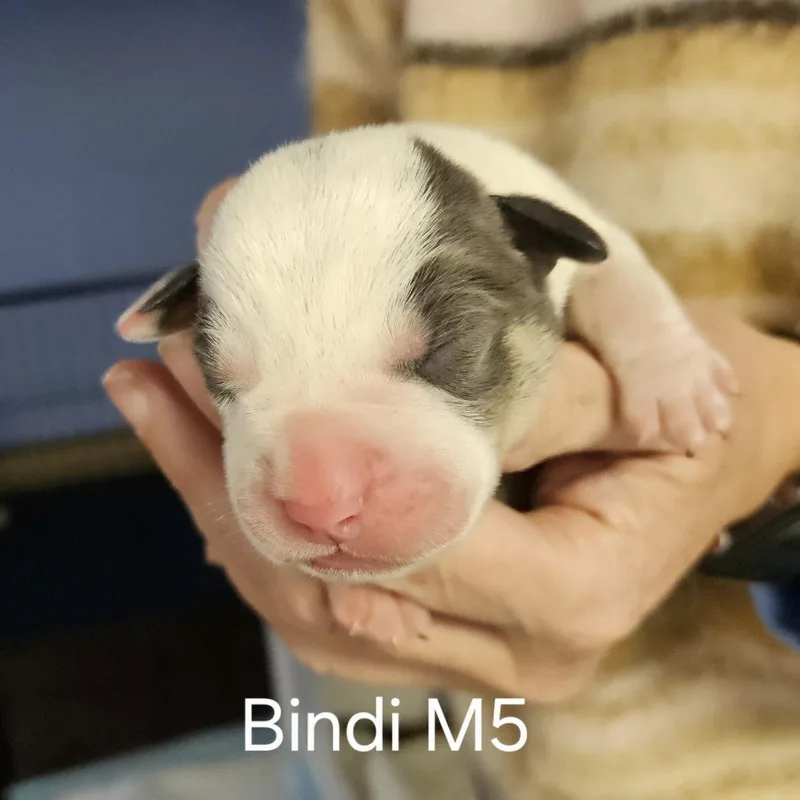 Bindi's Pup Loki thumbnail 4