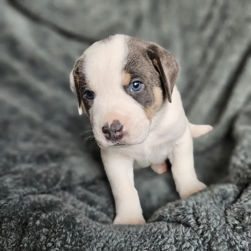 Bindi's Pup Loki thumbnail 5