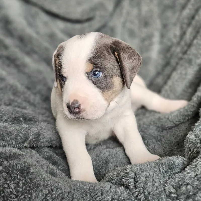 Bindi's Pup Loki thumbnail 6