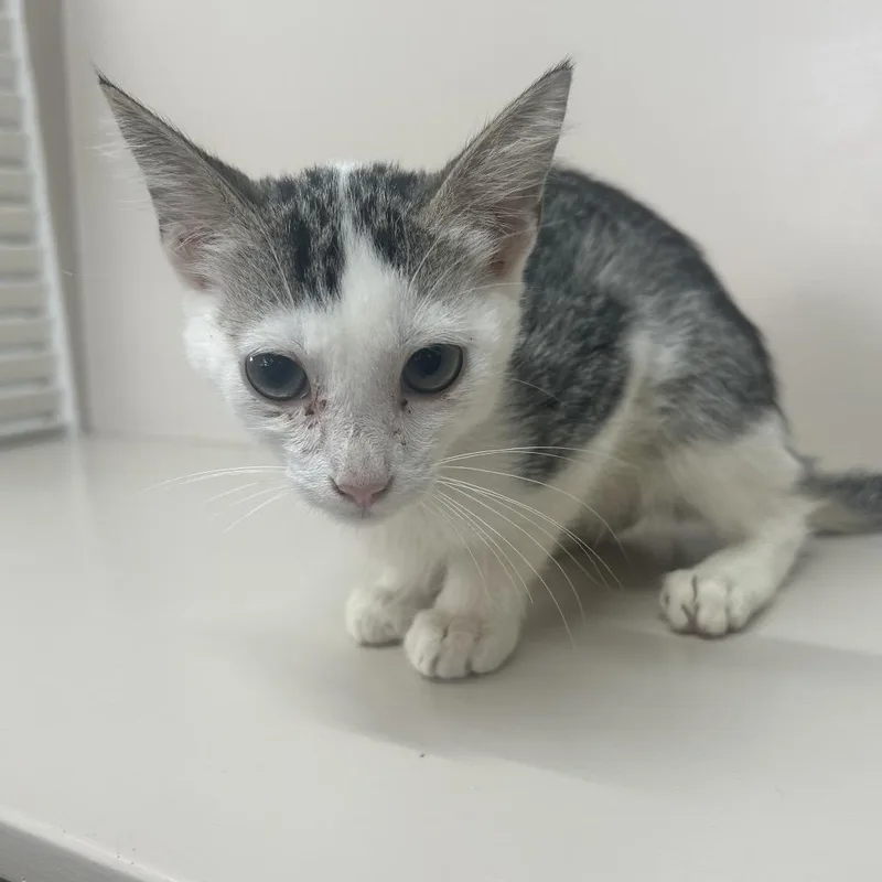 A baby small-sized male White Domestic Short Hair cat named Feta for adoption in West Point, MS