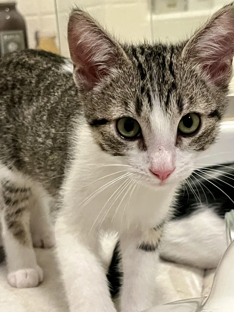 A baby small-sized male Tabby (Brown / Chocolate) Domestic Medium Hair cat named Sebastian for adoption in San Diego, CA