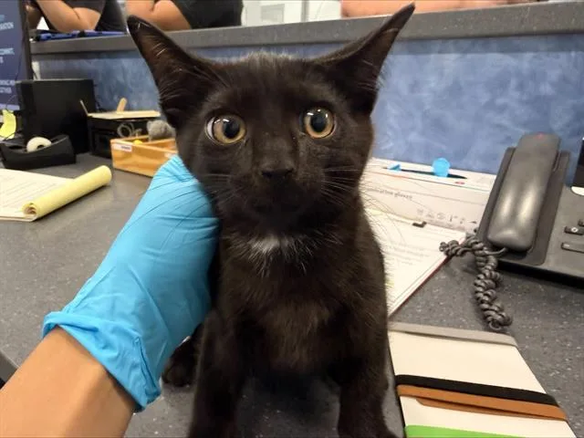 A baby small-sized male Domestic Short Hair cat named A for adoption in Charlotte, NC