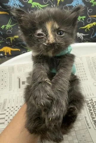 A baby small-sized female Domestic Short Hair cat named Munchkin for adoption in Riverside, CA