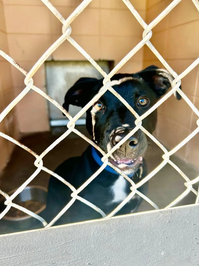 A baby small-sized male Labrador Retriever dog named Garraty for adoption in Gautier, MS