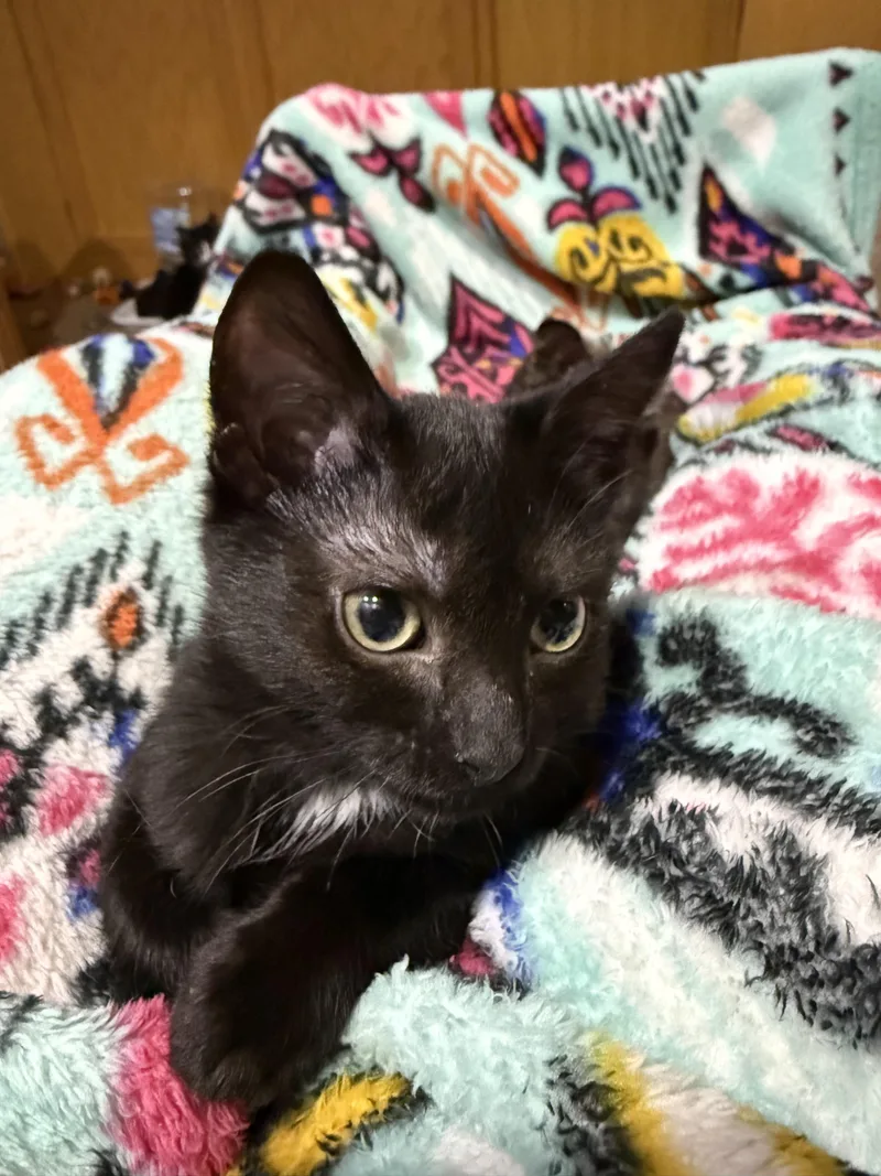 A baby small-sized female Black Domestic Short Hair cat named Godiva for adoption in Sioux City, IA