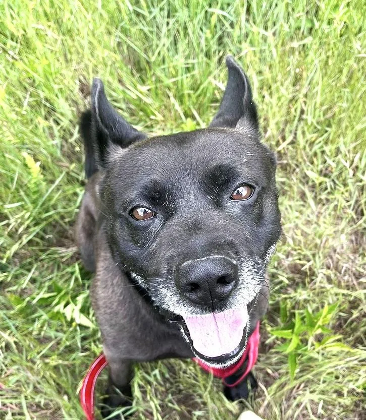 An adult medium-sized male Black Labrador Retriever dog named Bear for adoption in Pegram, TN