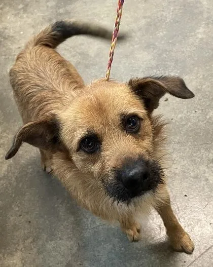 A baby medium-sized male Terrier dog named Meatloaf for adoption in Sacramento, CA