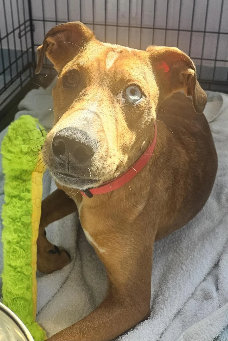 A young medium-sized male Red / Chestnut / Orange Catahoula Leopard Dog dog named Lefty for adoption in Salem, NH