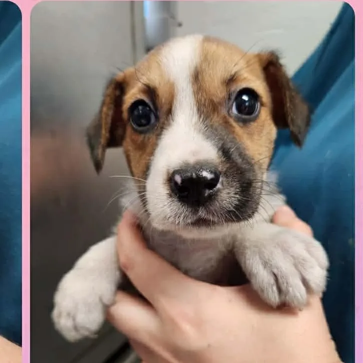 A baby small-sized female Brown / Chocolate Wirehaired Terrier dog named Savanah for adoption in Tylertown, MS
