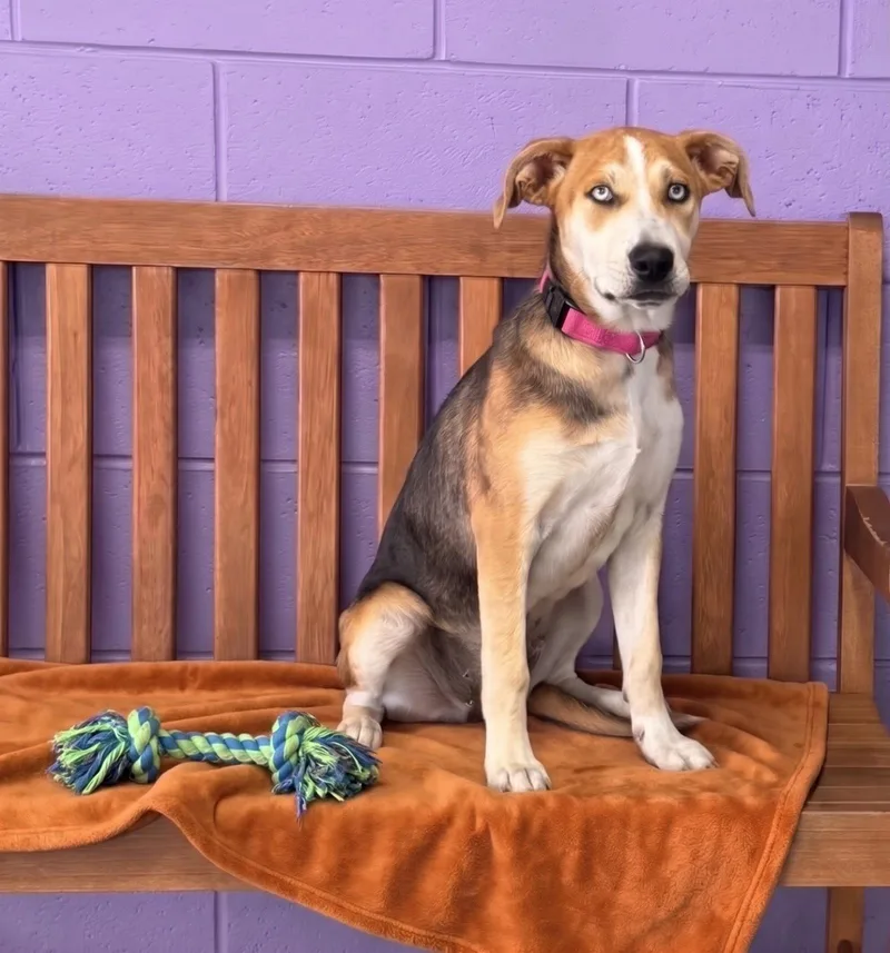 A baby large-sized female Labrador Retriever dog named Clea for adoption in North Prairie, WI