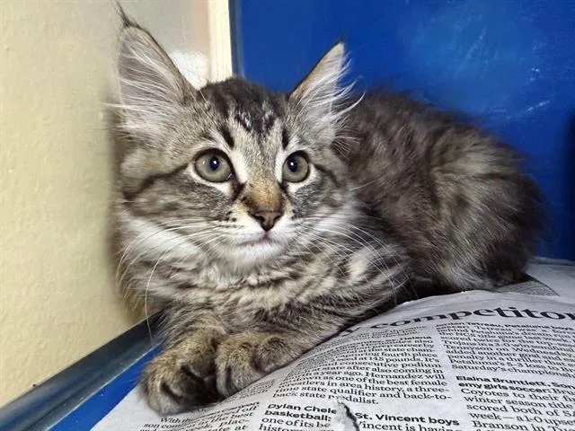 A baby small-sized female Domestic Medium Hair cat named Annie for adoption in Santa Rosa, CA