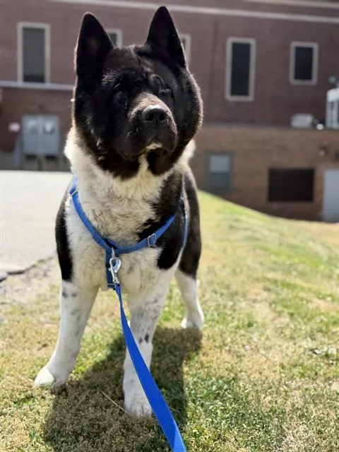 An adult large-sized male Akita dog named Kobe for adoption in Centerville, MA