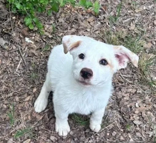 A baby extra large-sized male Labrador Retriever dog named Moonpie for adoption in North Syracuse, NY