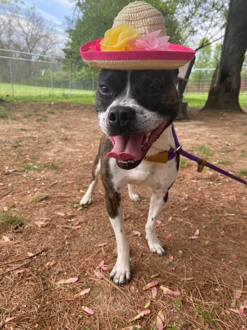 A young medium-sized male Boston Terrier dog named Harrison for adoption in Front Royal, VA