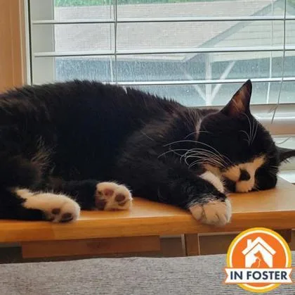 An adult medium-sized female Domestic Short Hair cat named Barbra for adoption in Merriam, KS