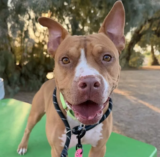 An adult medium-sized male Pit Bull Terrier dog named Rocket for adoption in Tucson, AZ