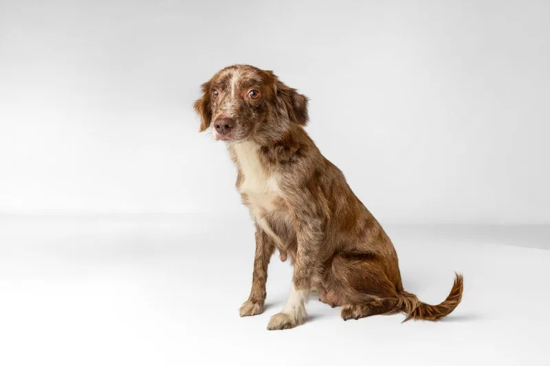 An adult medium-sized female Brindle Australian Shepherd dog named Cali for adoption in Tyler, TX