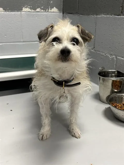 An adult small-sized male Mixed Breed dog named Dobby for adoption in Augusta, GA