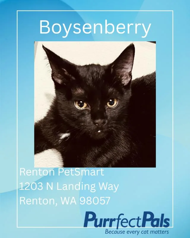 Boysenberry