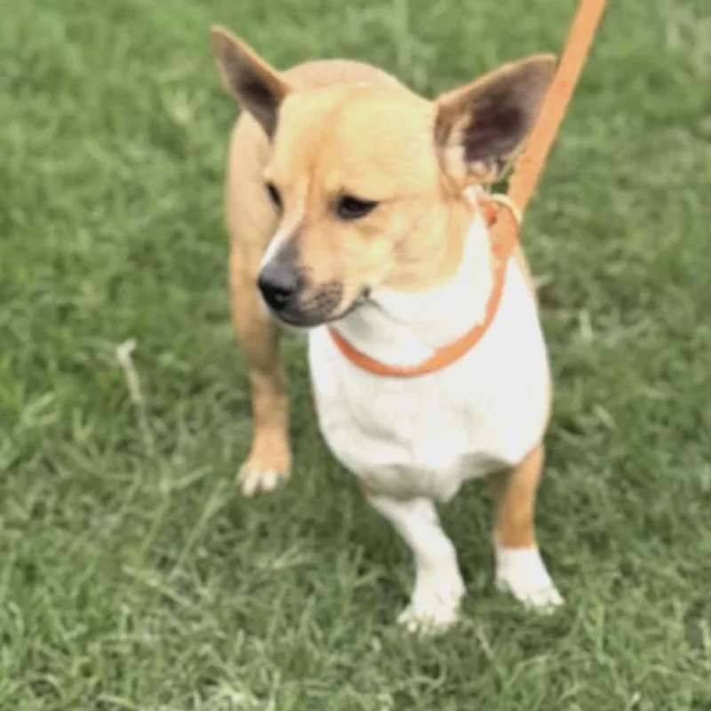 A young medium-sized male Apricot / Beige Corgi dog named Tucker for adoption in Williston, VT