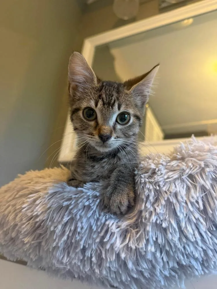 A baby small-sized male Domestic Short Hair cat named Toffee for adoption in Groveland, MA