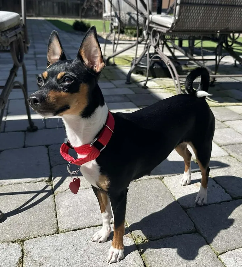 A young small-sized female Black Rat Terrier dog named Apple for adoption in Clatskanie, OR