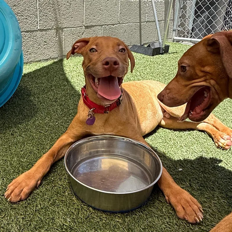 A baby medium-sized male Brown / Chocolate Pit Bull Terrier dog named George for adoption in Los Angeles, CA