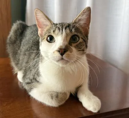 A baby small-sized male Domestic Short Hair cat named Fowler for adoption in Elk Grove Village, IL