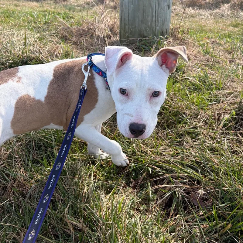 Penelope thumbnail 2