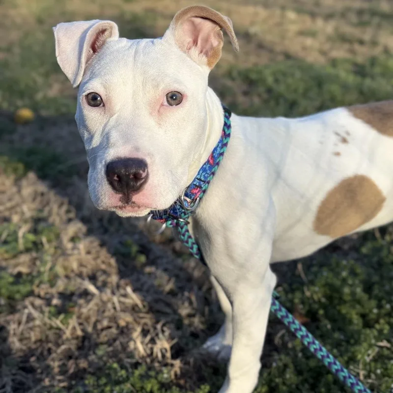 Penelope thumbnail 3